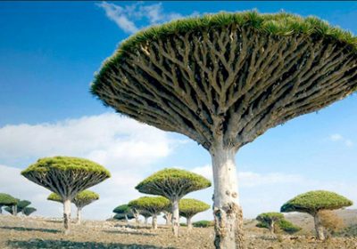 Tiêu chuẩn quốc gia Long Huyết Kiệt Trung Quốc